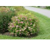 Спирея японская Фробели (Froebelii) С2
